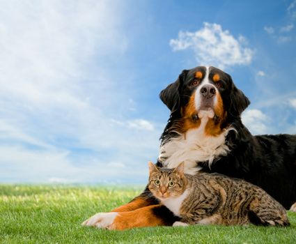 Dog and cat together on grass, sunny spring day and blue sky.