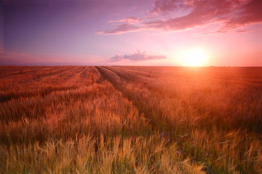 Sunset field scenery with Cross shape in wheat
