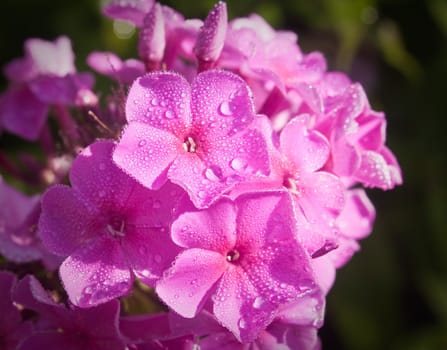 Beautiful pink phlox covered with dew in the morning light
