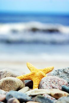 Starfish on the tropical beach