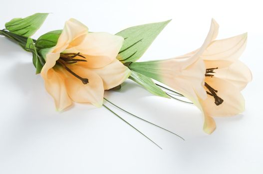 Two lillies isolated on white