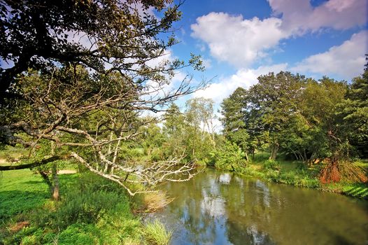 Summer landscape. River and trees