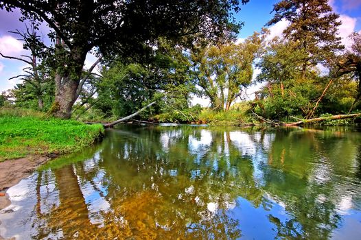 Inside deep luxuriant forest. A source of medical herbs