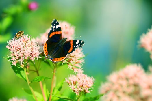 Bright image of beautiful BUTTERFLY sitting on flower ready to take off