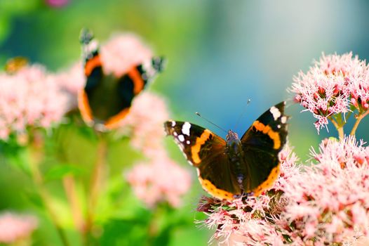 Bright image of beautiful BUTTERFLIES sitting on flower ready to take off.