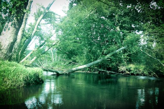 Inside deep luxuriant forest. A source of medical herbs