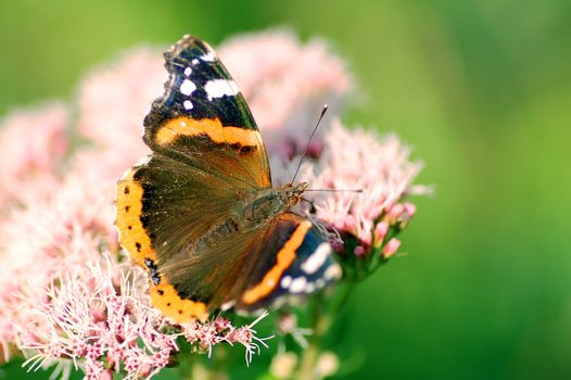 Bright image of beautiful BUTTERFLY sitting on flower ready to take off