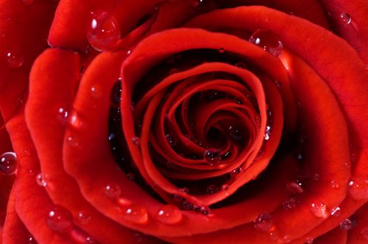 Close-up of red fresh rose with water droplets. Macro picture
