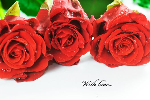 Red fresh roses on white background. Space for your text 