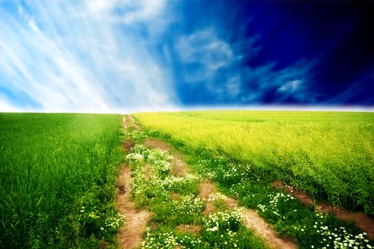 Fields of green grass over blue sunny sky