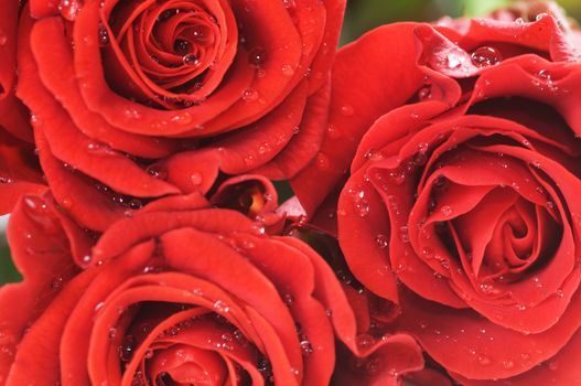 Close-up of red fresh roses with water droplets. Macro picture