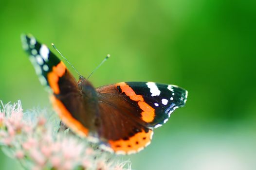 Bright image of beautiful BUTTERFLY sitting on flower ready to take off