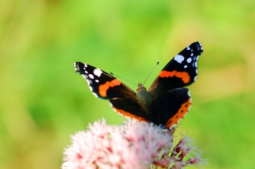 Bright image of beautiful BUTTERFLY sitting on flower ready to take off