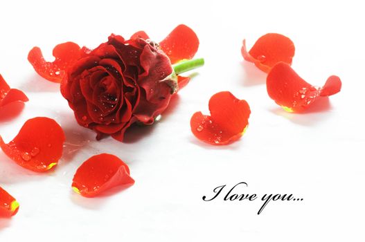 Red fresh rose and petals on white background. Space for your text 