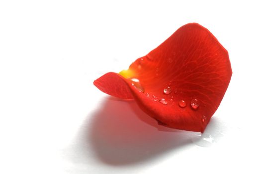 A fresh rose petal with water droplets on white background