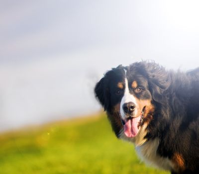 Cute happy dog portrait in spring sunny day. Bernese mountain dog