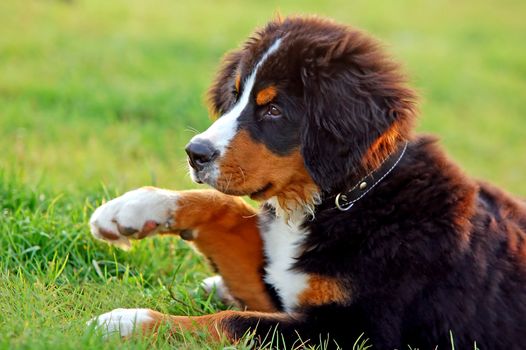 Portrait of puppy Bernese mountain dog in natural scenery 