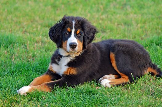 Portrait of puppy Bernese mountain dog in natural scenery 