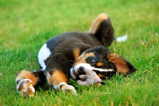 Portrait of puppy Bernese mountain dog playing on grass