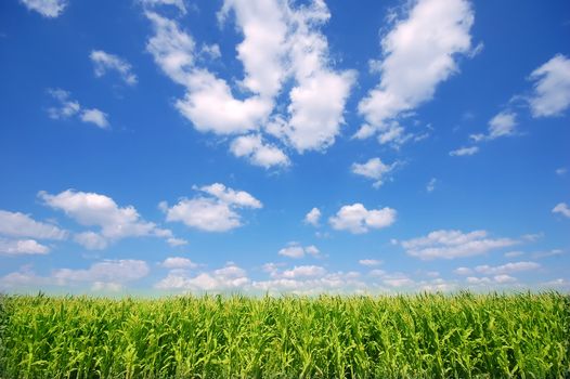 Fresh green corn field on bright blue sunny sky background