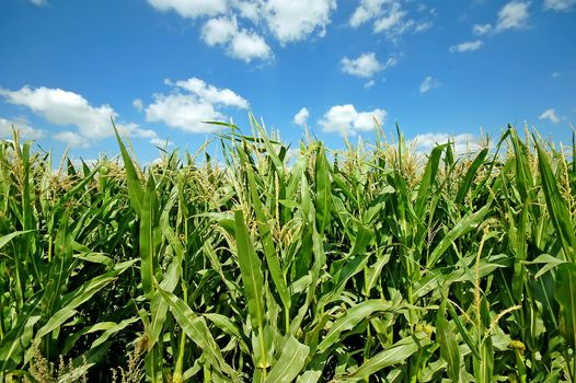 Fresh green corn field on bright blue sunny sky background