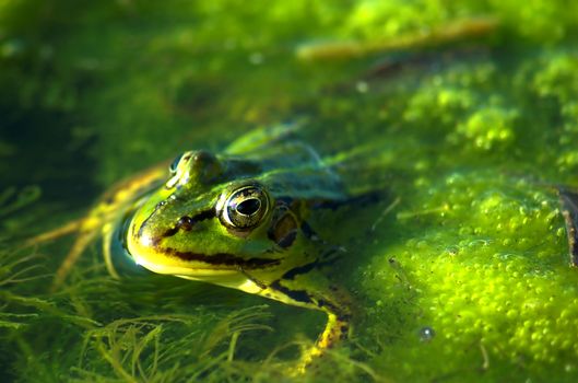 Frog portrait