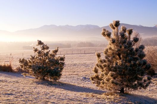 Frozen trees in the winter sunset scenery