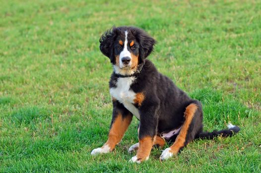 Portrait of puppy Bernese mountain dog in natural scenery 