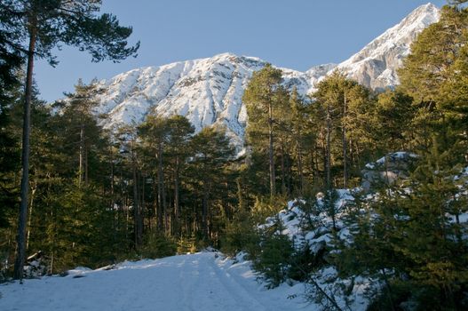 Winter forest with mountains in the background