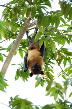 Flying Fox Hanging Down Head on Tropical Tree outdoors