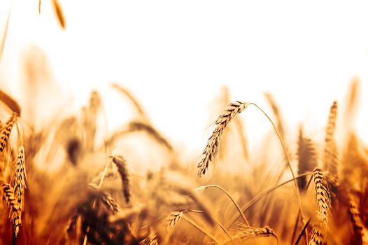 Wheat closeup on wheat field