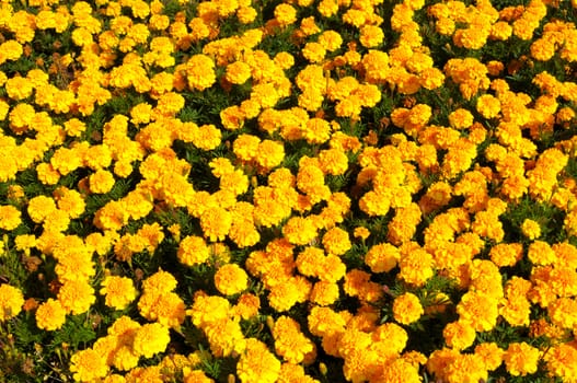 Yellow Flower, Marigold