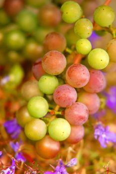 a bunch of colourful grapes