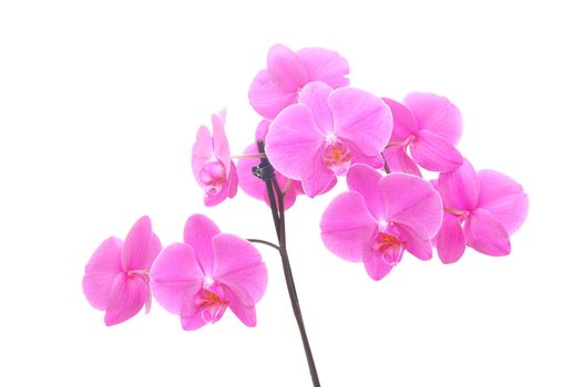 Purple orchid isolated on white