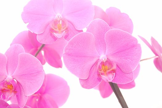 Purple orchid isolated on white