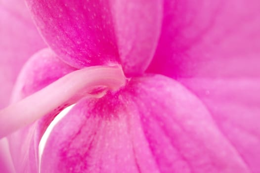 Close-up of orchid flower