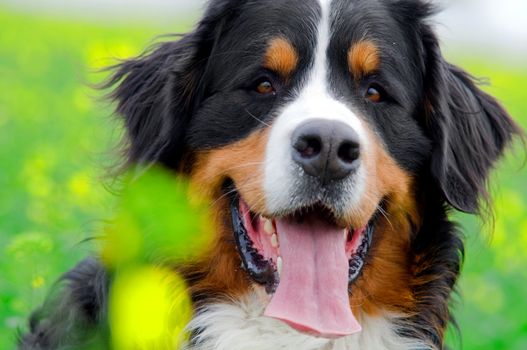 Bernese Mountain Dog portrait in flowers scenery