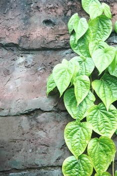 strands of green leaves on the wall