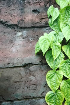 strands of green leaves on the wall