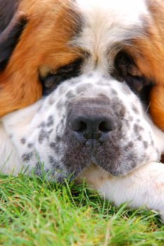 Portrait of dog lying on grass