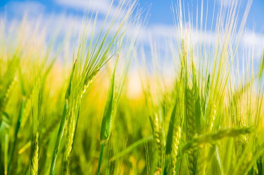 Wheat field. Sunny agriculture landscape