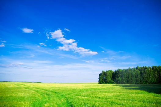 Summer landscape. Green field, trees and blue sky