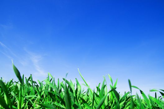 Green fresh grass and beautiful blue sky