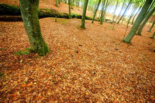 Beautiful clean autumn park with bright colours and many leaves