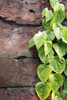 strands of green leaves on the wall