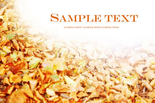 Autumn, fall background with copyspace