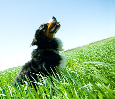 A cute, healthy dog on the field. Bernese dog