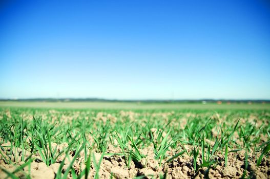 Plain field lanscape of agricultural fertile ground