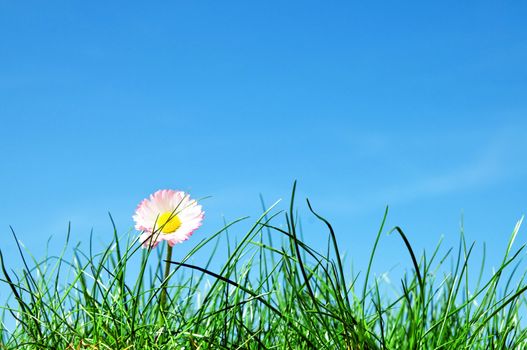 Young daisy flower, green grass and blue sky