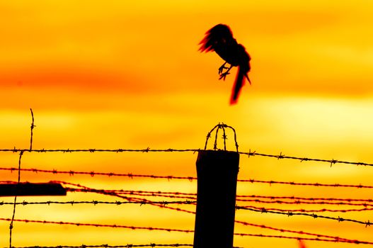 Bird flying off from prison fence at sunset.